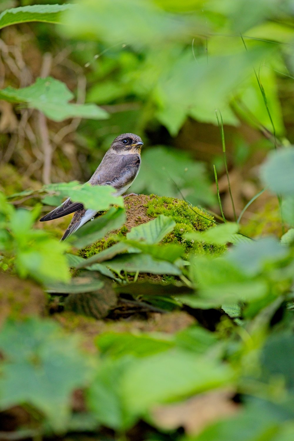 A small brownish-gray bird, likely a swift, perched on a moss-covered rock surrounded by lush green foliage. The bird has dark wings, a lighter underside, and is facing slightly to the right. The scene is set in a vibrant green forest or woodland environment, with soft, blurred leaves in the foreground and background creating a natural bokeh effect that highlights the bird as the central focus.